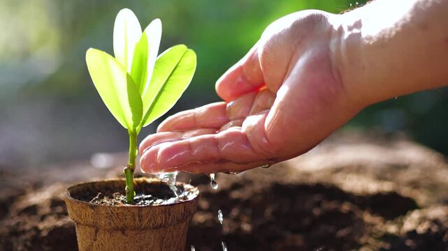 Slow motion Close up of hand watering a small green plant in a pot, concept of growth and environmental care