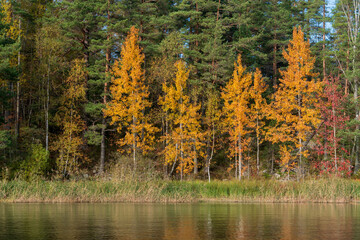 Autumn-colored forest on the shore of Lake Ladoga near the village of Lumivaara on a sunny day, Ladoga Skerries, Lahdenpohja, Republic of Karelia, Russia