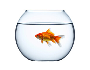 Single goldfish swims in a clear, spherical glass bowl filled with water