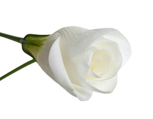 A single, elegant white flower with layered petals and a green stem, isolated on black