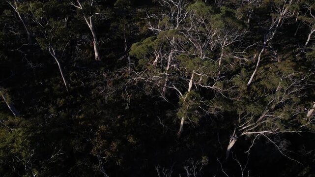 Aerial View Of A Native Australian Forest Canopy With Eucalyptus Trees In Tasmania, Australia.