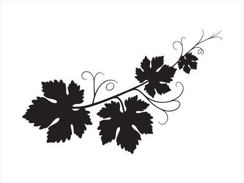 Black grape vine with leaves silhouette vector, A black silhouette of a grapevine branch with leaves vector illustration