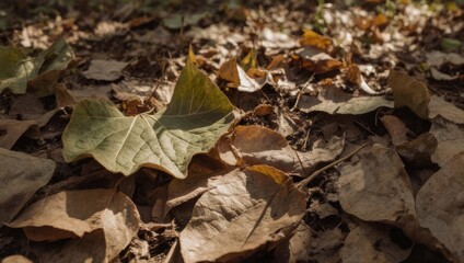 Close-up of fallen leaves on the ground