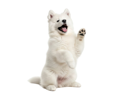Adorable white samoyed dog standing on hind legs and waving paw isolated on transparent background