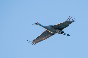 Fototapeta premium Sandhill Crane 4
