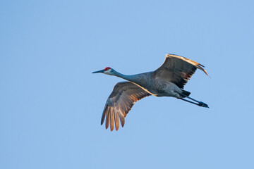 Fototapeta premium Sandhill Crane2