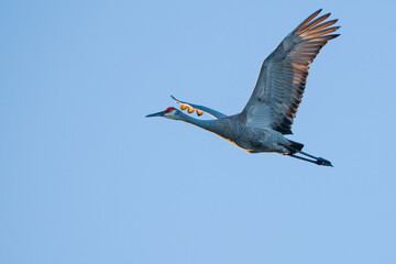 Fototapeta premium Sandhill Crane 1
