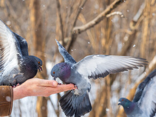 Fototapeta premium A colourful pigeon feeding from a hand of a man.