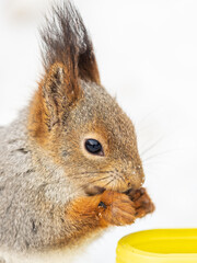 Obraz premium The squirrel sits on white snow