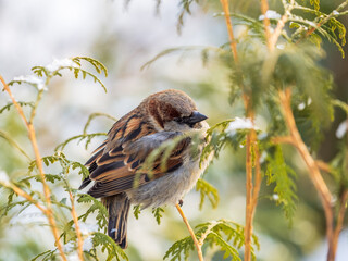 Sparrow sits on a fir branch with snow in winter