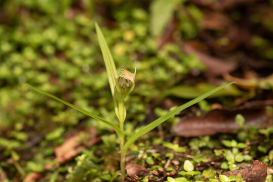An irson's Greenwood orchid (Pterostylis irsoniana) in flower in a South Island, New Zealand, forest.