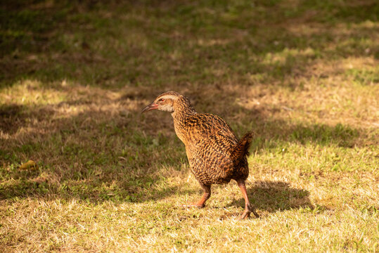 A New Zealand weka standing on grass in the sun. Wekas are flightless rails.