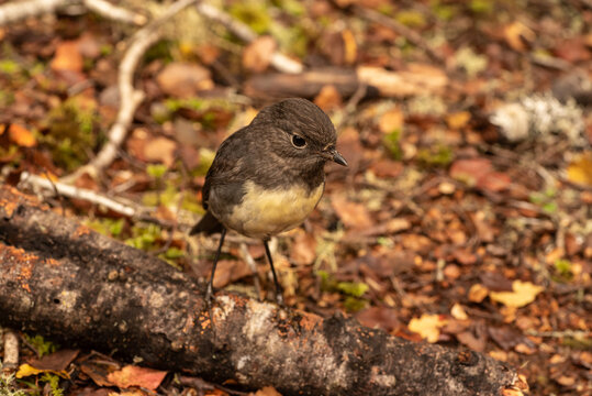 New Zealand robin perched on the ground in a forest.
