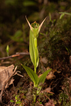 Closeup of the flower of a New Zealand mountain greenhood orchid (Pterostylis montana) in the Ruapehu District of New Zealand.