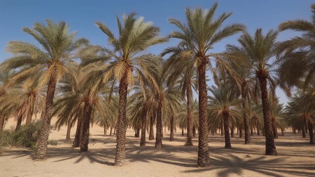 Date palm grove desert with tall palm tree cluster clear blue sky creating serene warm atmosphere wide shot of desert grove with tall date palm tree