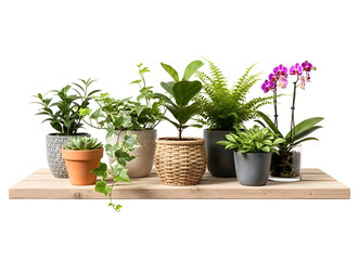 Obraz premium Diverse collection of houseplants on a wooden shelf isolated on transparent background
