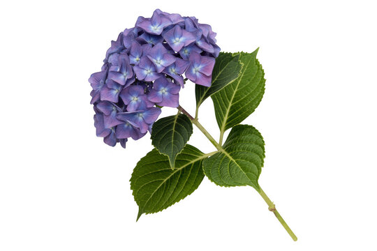 Purple hydrangea flower plant green isolated on a transparent background
