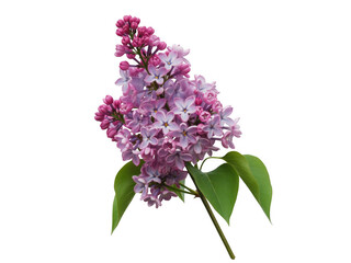 Fototapeta premium Pink lilac flowers with green leaves isolated on a transparent background