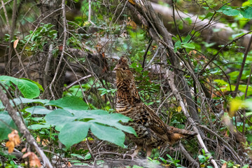 Fototapeta premium Alert female ruffed grouse in low vegetation.