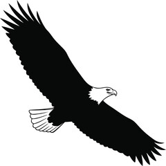 Fototapeta premium Eagle Long Glide Silhouette