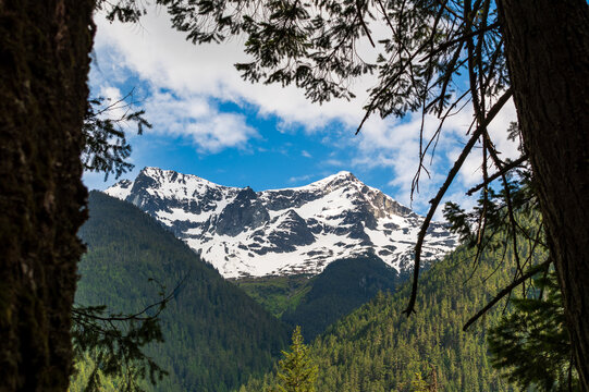 Snowy mountain peak framed by trees with forested mid-ground near Pemberton, BC.