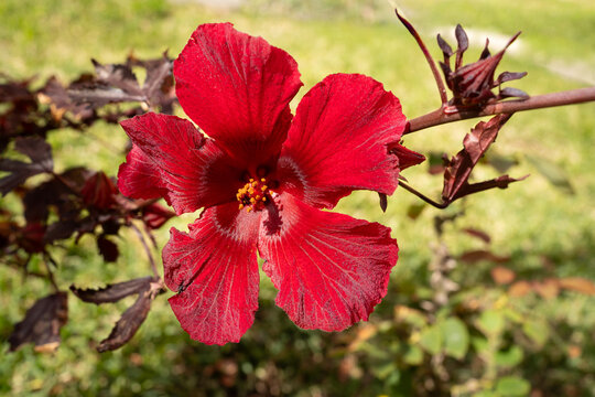 De la planta se ve la flor de jamaica en el campo.