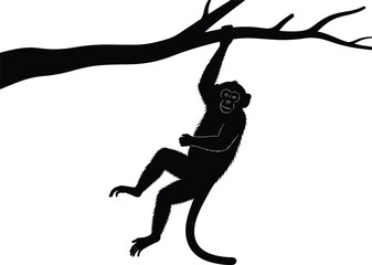 Silhouette of monkey hanging from tree branch, black and white wildlife scene, agile animal pose, nature illustration, jungle motion concept for creative stock use © Rejowanul Expressive