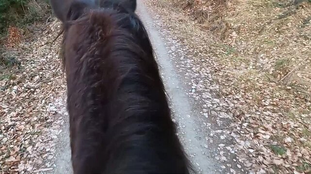 Pferde Ritt durch den Wald