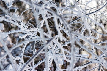 Intricate frost patterns cover tangled dark branches, creating a dazzling close-up winter texture against a soft, muted background of woods in January