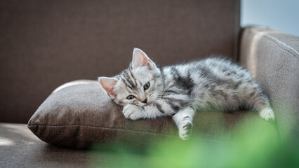 A kitten is laying on a couch cushion. The kitten is looking at the camera. The couch is brown © Thanadon88