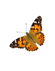 Fototapeta premium A vibrant butterfly with intricate patterns on its wings, featuring a mix of orange, black, and white markings against a clean white backdrop
