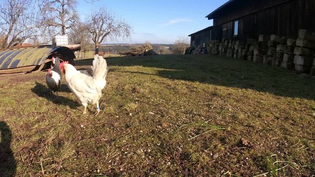 Freiland H&uuml;hner legen Eier im garten. Tierwohl Haltung am Haus