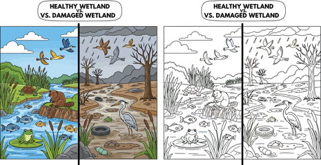Healthy Wetland vs Damaged Wetland Comparison Environmental Education Illustration © Snehashish Pritom