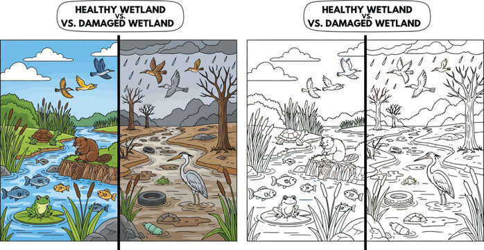 Healthy Wetland vs Damaged Wetland Comparison Environmental Education Illustration