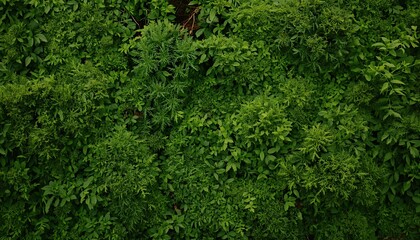 Fototapeta premium Dense Green Foliage Texture Background With Natural Leaves Pattern