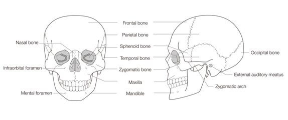 Black & White Medical Skull Illustration, Frontal and Side Perspectives, English-Labeled