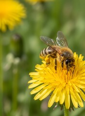 A bee, covered in pollen, lands on a vibrant yellow dandelion flower, nature close-up