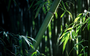 Fresh green bamboo forest background with sunlight filtering through leaves, concept for zen, spa, and eco-friendly sustainability
