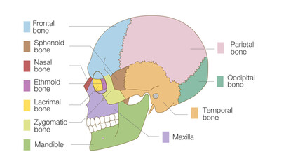Color-Marked Anatomical Skull Illustration, Side View (Educational Use)