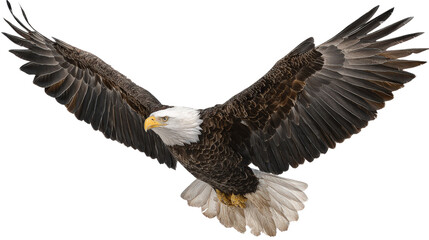 Obraz premium Bald eagle in flight background isolated on a Transparent background, PNG file.