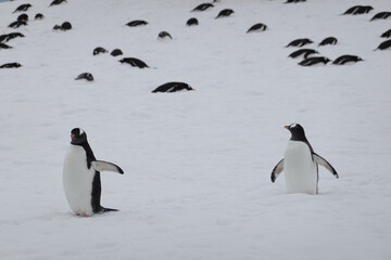 Obraz premium penguins in antarctica stretching wings 