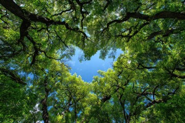 Obraz premium A vibrant canopy of green leaves frames a clear blue sky, showcasing the beauty and serenity of nature from a ground-level perspective.
