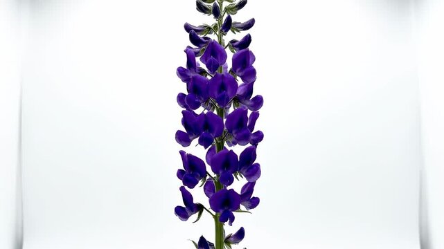 Perfectly isolated wild indigo flower rotating gently around its axis on a flat studio white screen ready for professional compositing and masking visual effects, blue, layering