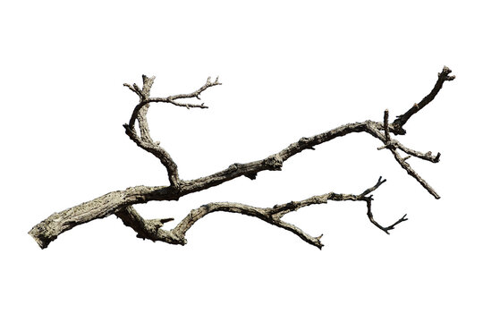 Natural branch, single branch, tree branch