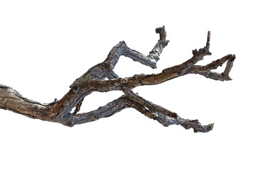 Obraz premium Natural branch, single branch, tree branch