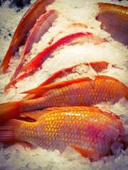 Fresh Red Fish on Ice at Seafood Market