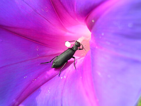 Black Blister Beetle (Epicauta pennsylvanica) feeding on purple Morning Glory flower (Ipomoea)