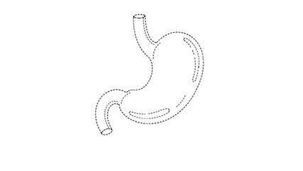 Obraz premium Human internal organ stomach anatomy outline drawing in simple black and white line art style for medical education.