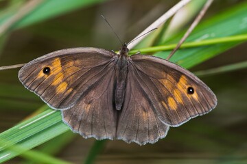Obraz premium Close-up of a Meadow Brown butterfly (Maniola jurtina) resting on a green blade of grass