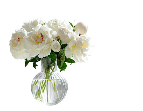 Delicate white peony bouquet in vase